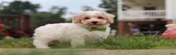Bichpoo dogs for sale: Benji - Ad 11