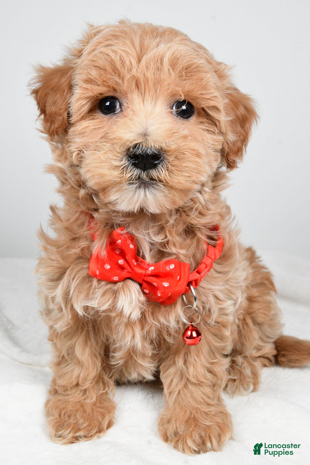Maltipoo dogs for sale: Sparky - Ad 7