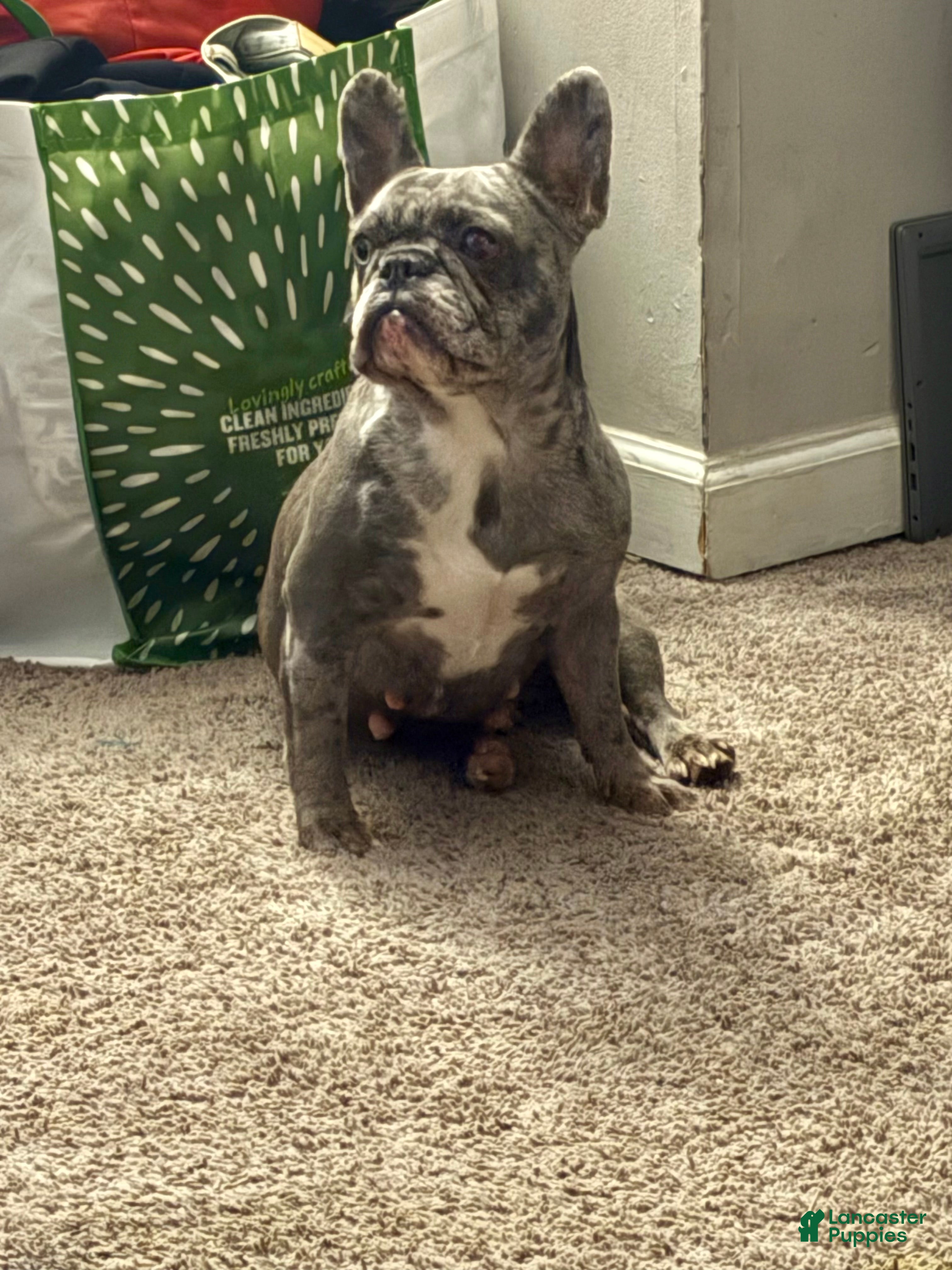 French Bulldog dogs BLOOM - Ad 2