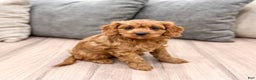 Cavapoo dogs for sale: Skye - Ad 1