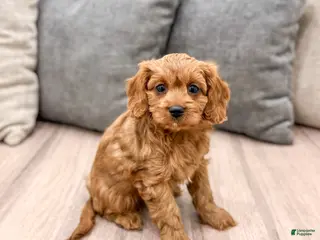 Cavapoo dogs Skye - Ad 16