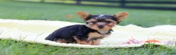 Yorkshire Terrier dogs for sale: Mason - Ad 3