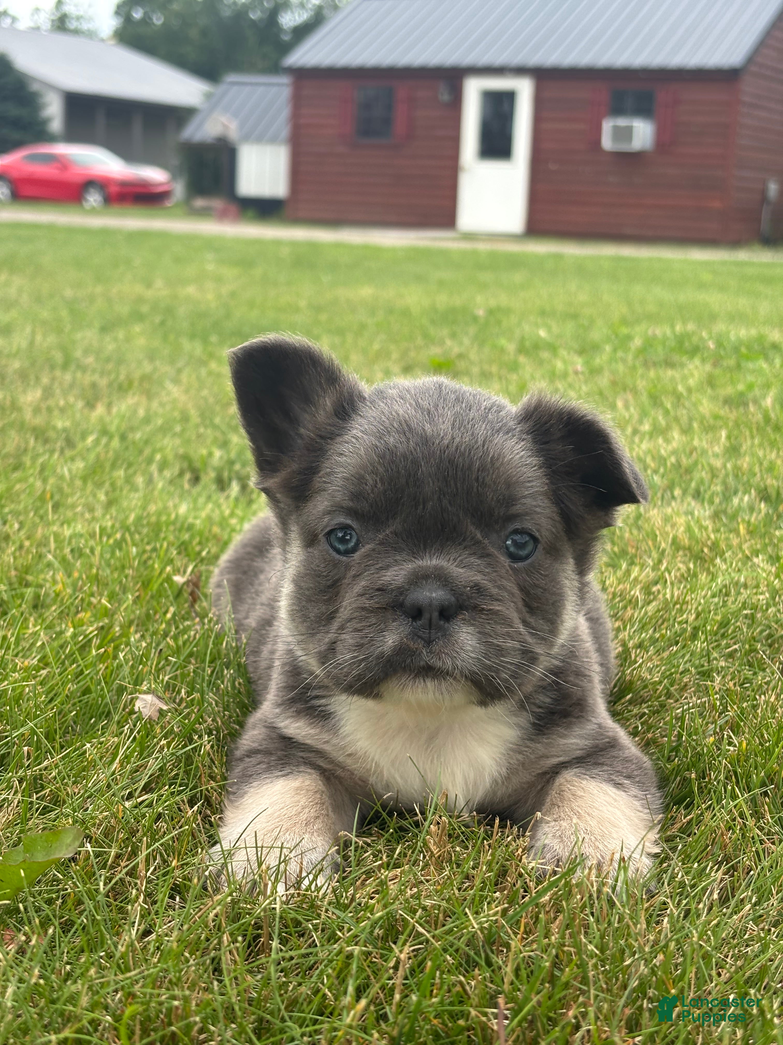 French Bulldog dogs Mariah - Ad 1