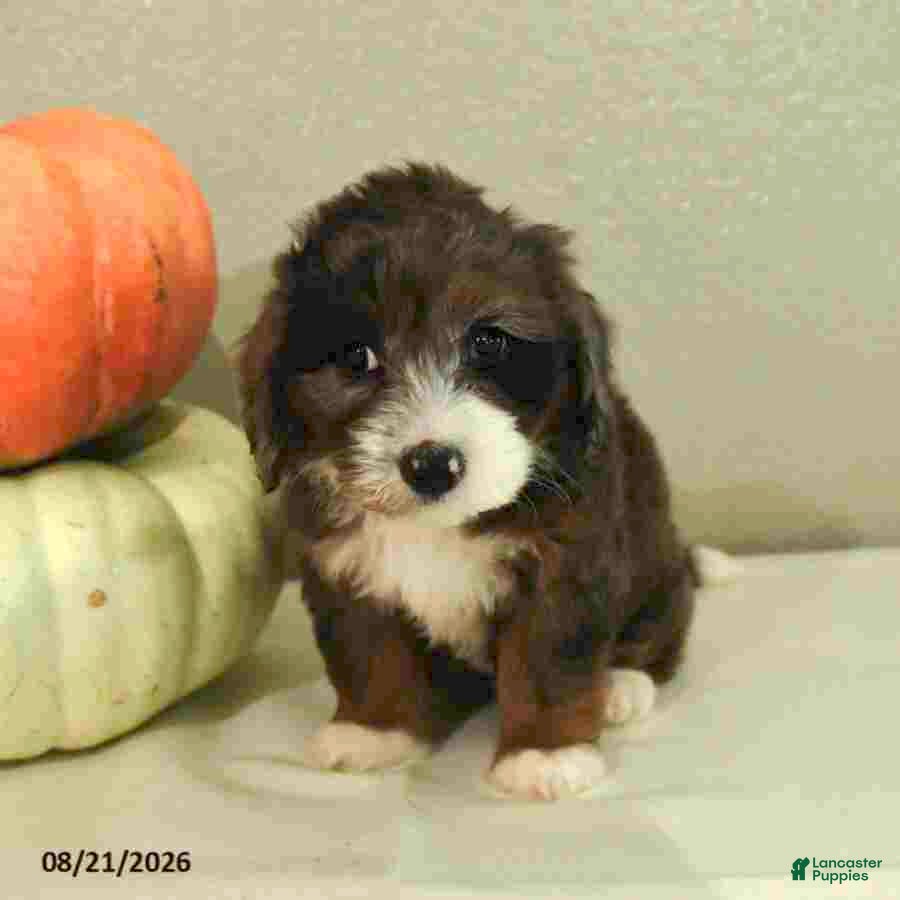 Mini Bernedoodle dogs Mia  - Ad 1