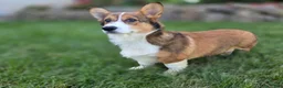 Welsh Corgi Pembroke dogs for sale: Apple Jacks Welsh Corgi Pembroke  - Ad 2