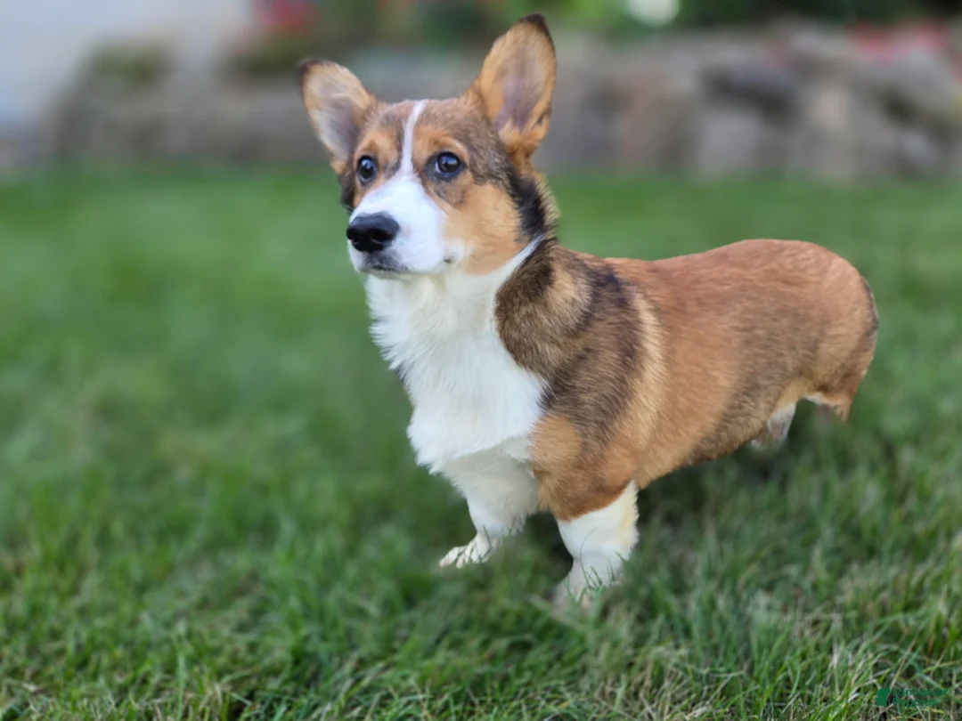 Welsh Corgi Pembroke dogs for sale: Apple Jacks Welsh Corgi Pembroke  - Ad 2