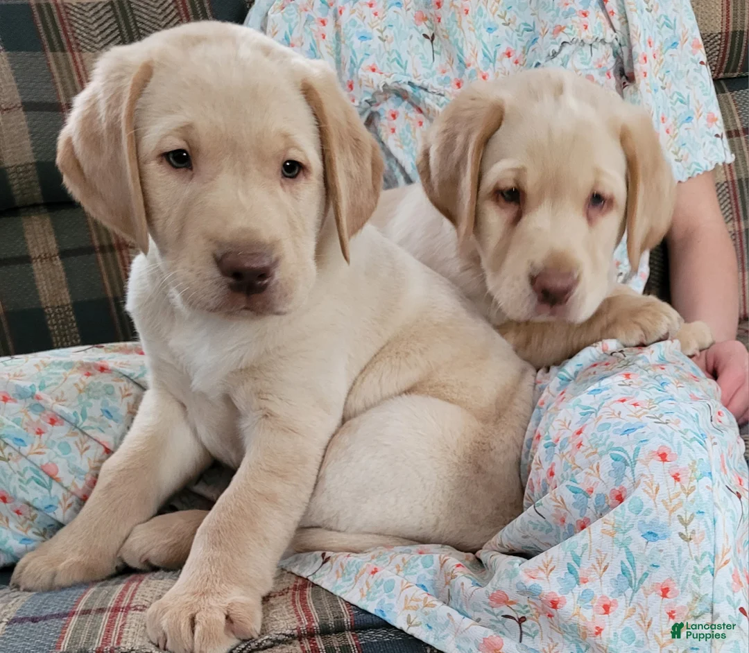 Labrador Retriever dogs for sale: Ranger  - Ad 3