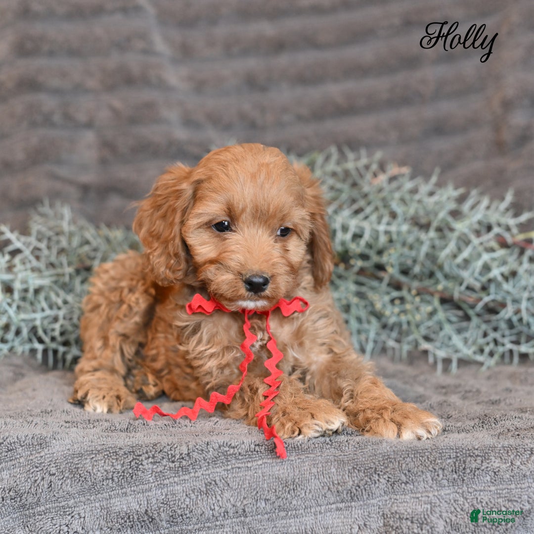 Cockapoo dogs for sale: Holly - Ad 5