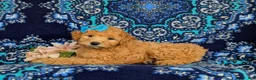 Mixed Breed dogs for sale: Mollie Hypoallergenic - Ad 4
