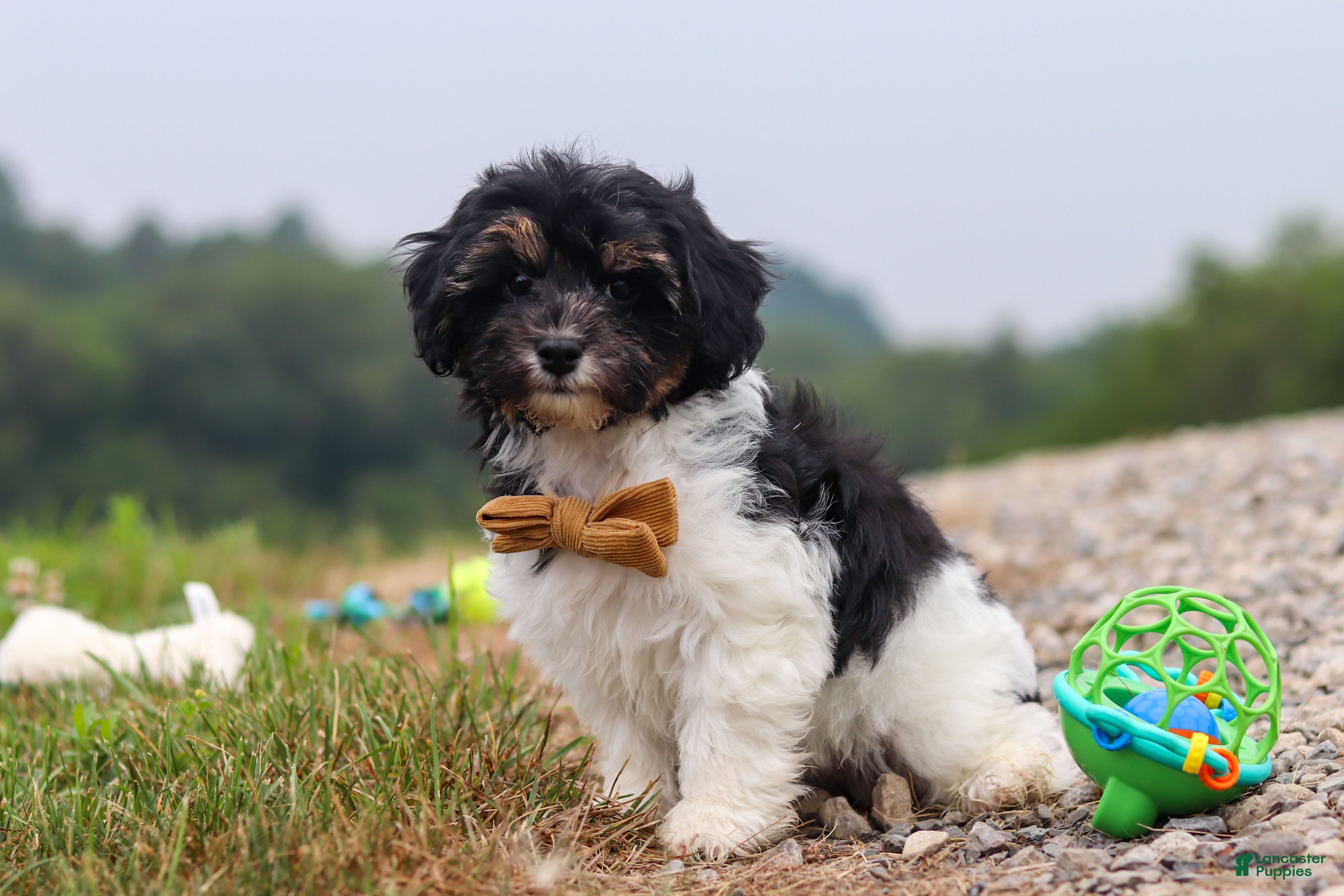 Havapoo dogs Joey - Ad 2
