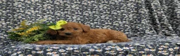 Cavapoo dogs for sale: Aimee - Ad 6