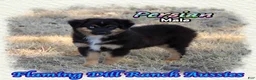 Miniature Australian Shepherd dogs for sale: Persian - Ad 2