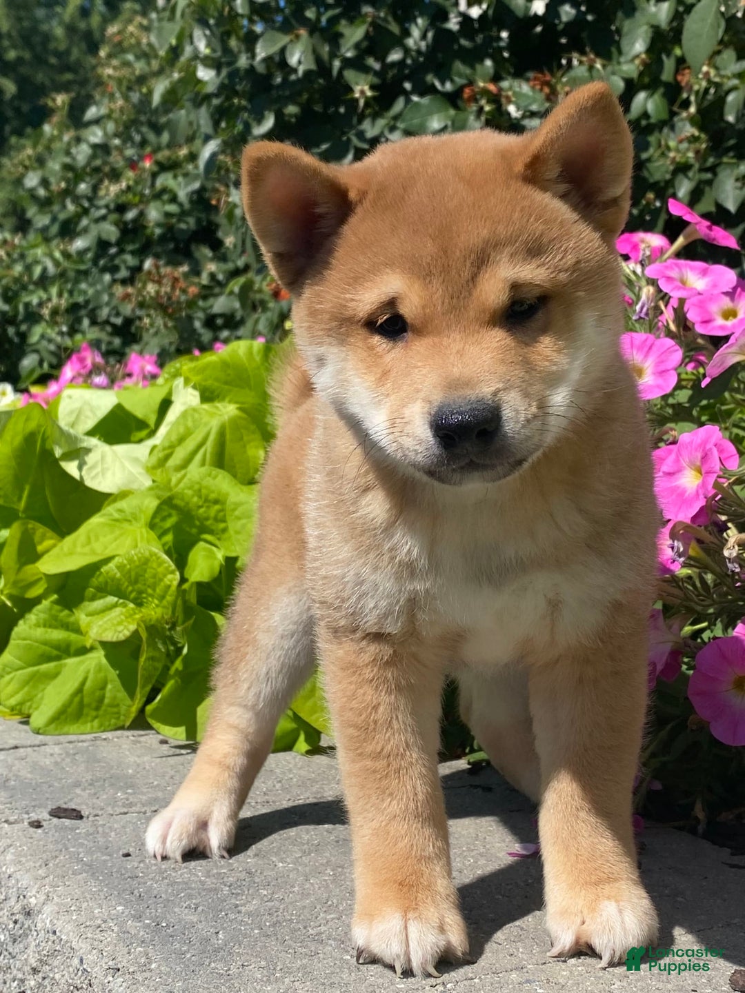 Shiba Inu dogs for sale: Ivy - Ad 6