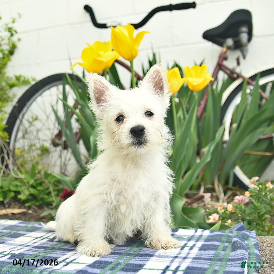 West Highland Terrier dogs Winnie - Ad 1
