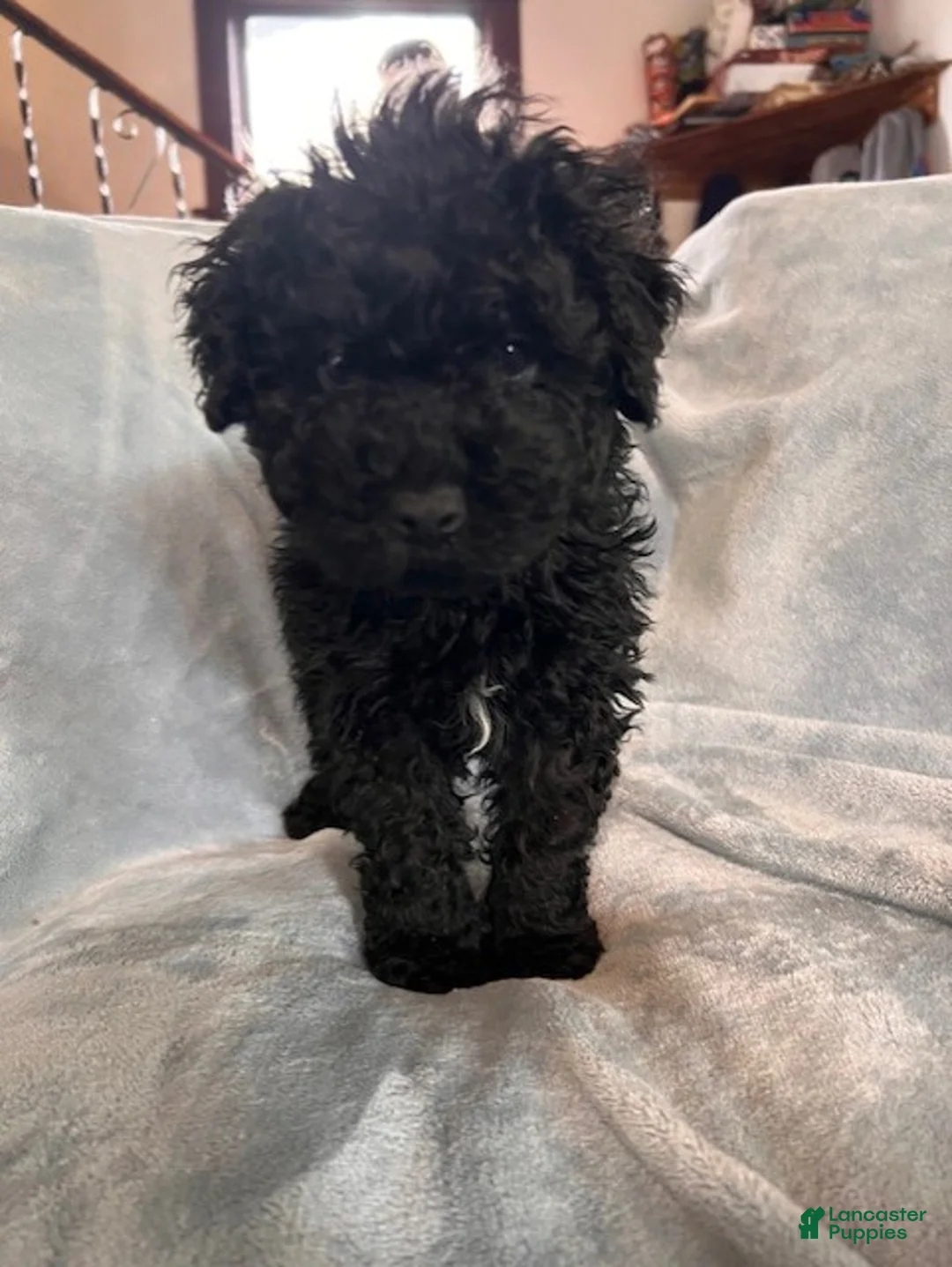 Hungarian Puli dogs for sale: Hungarian Puli Puppy Blue - Ad 1