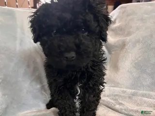 Hungarian Puli dogs Hungarian Puli Puppy Blue - Ad 2