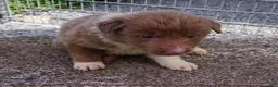 Border Collie dogs for sale: CAREY - Ad 8