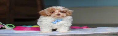 Wilbur