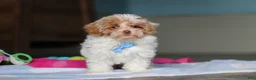 Mixed Breed dogs for sale: Wilbur - Ad 1