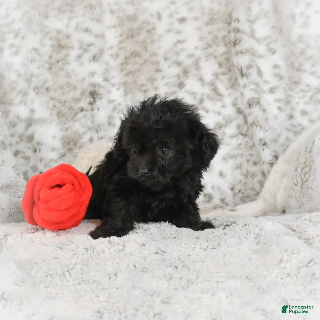 Cavapoo dogs for sale: Teddy - Ad 6