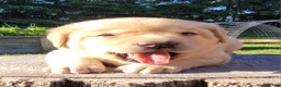 Labrador Retriever dogs for sale: Lexi - Ad 10