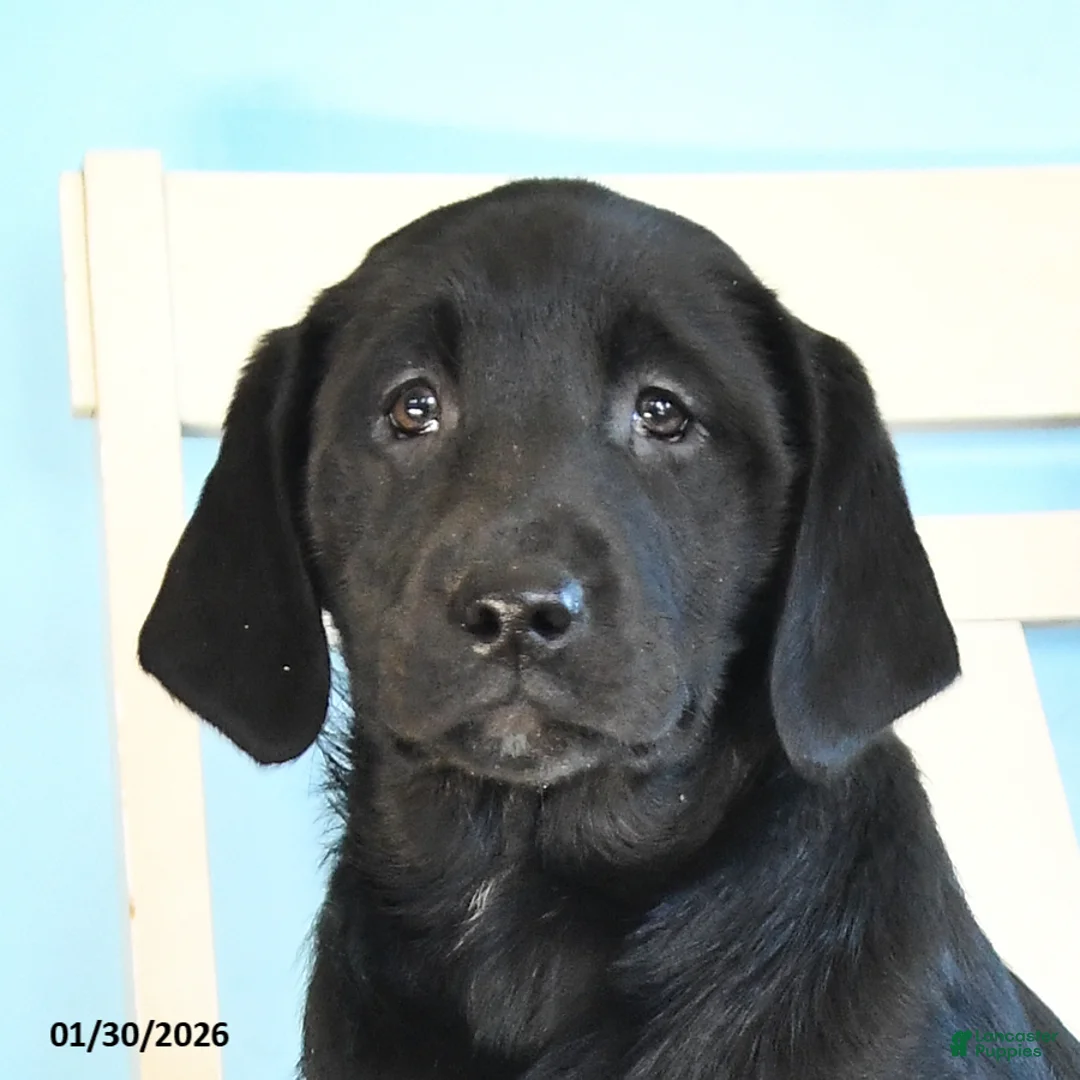 Labrador Retriever dogs for sale: Pansy - Ad 5