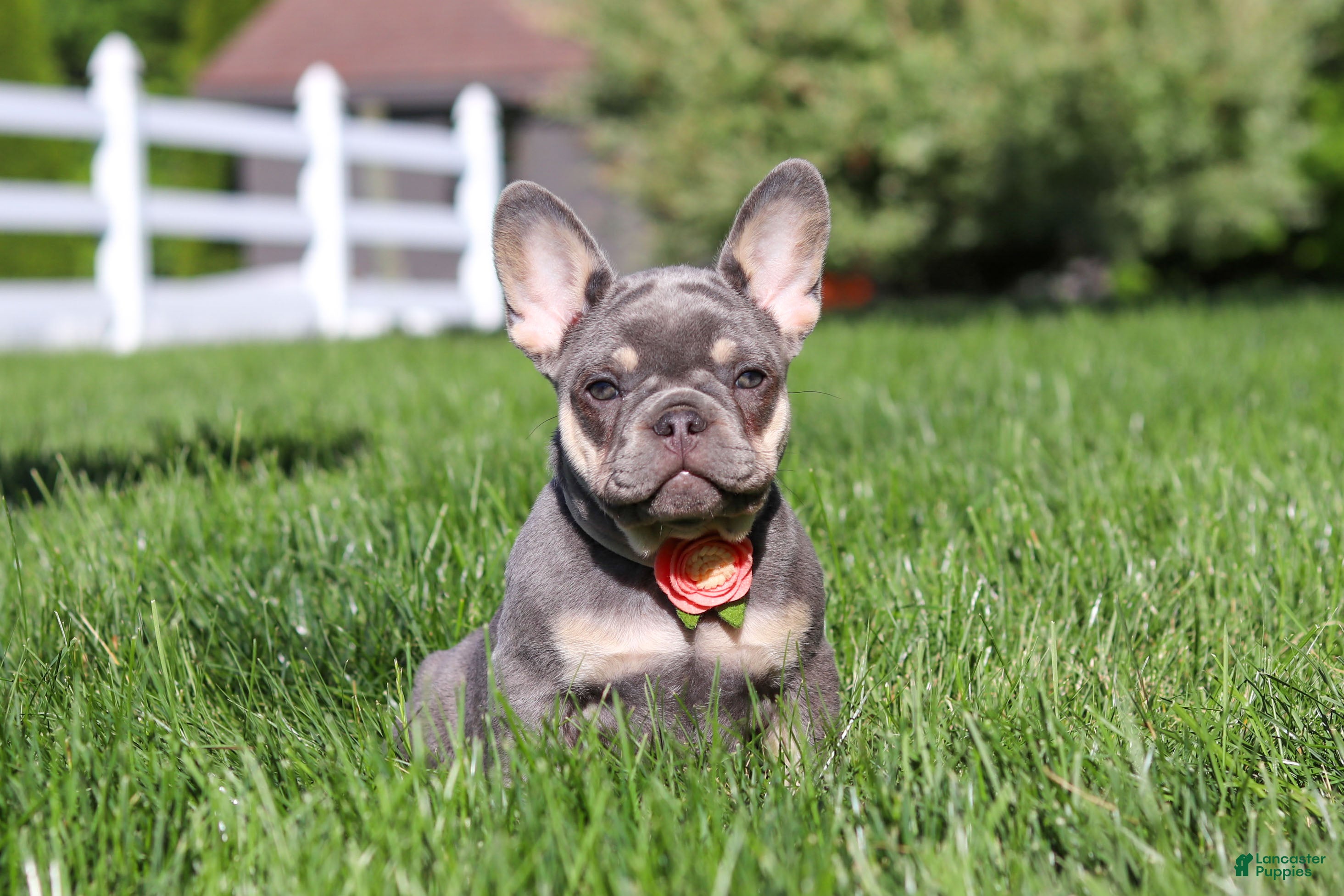 French Bulldog dogs Bailey - Ad 2