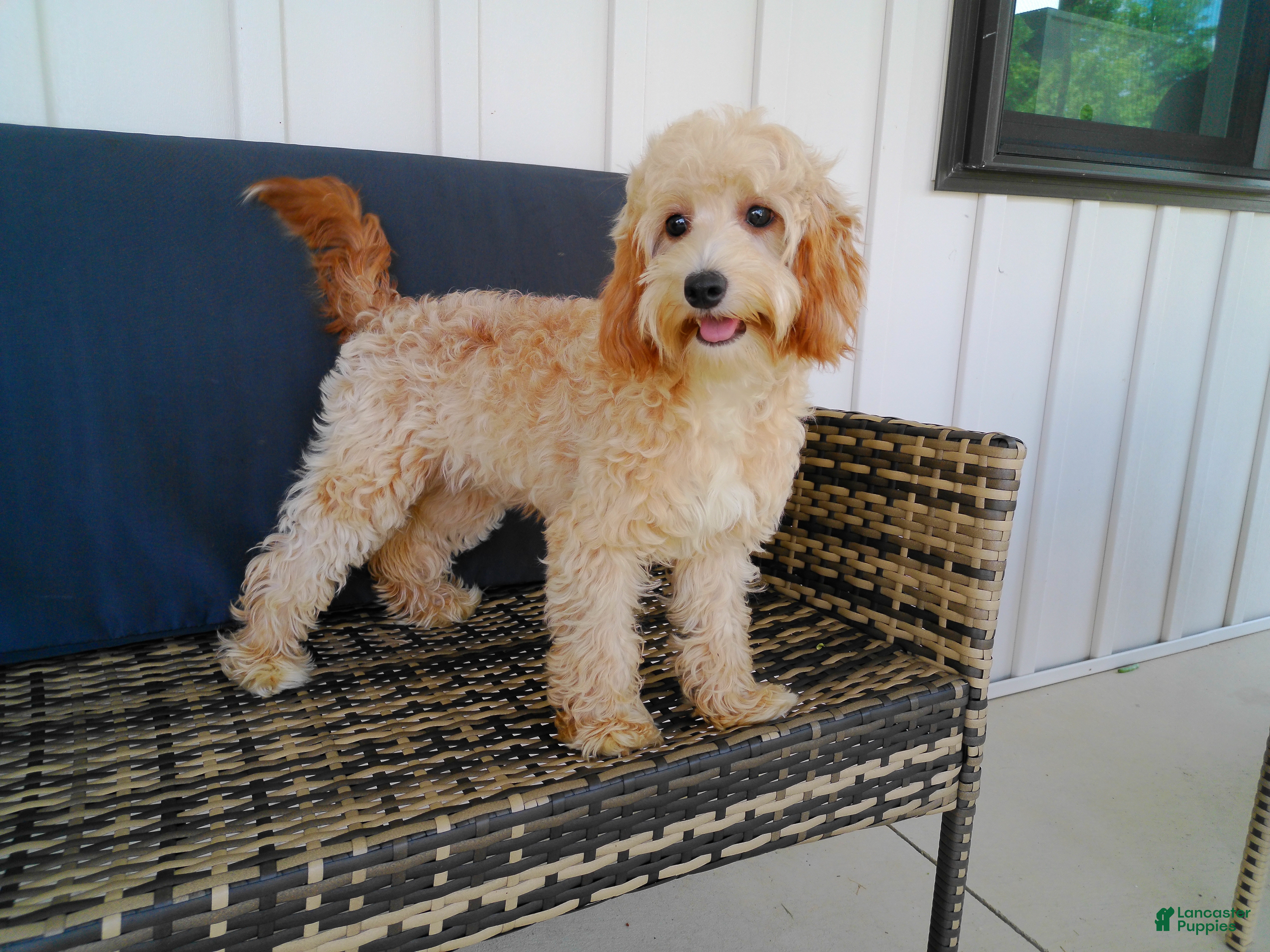 Cavapoo dogs Paisley - Ad 2