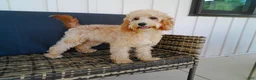 Cavapoo dogs for sale: Paisley - Ad 2