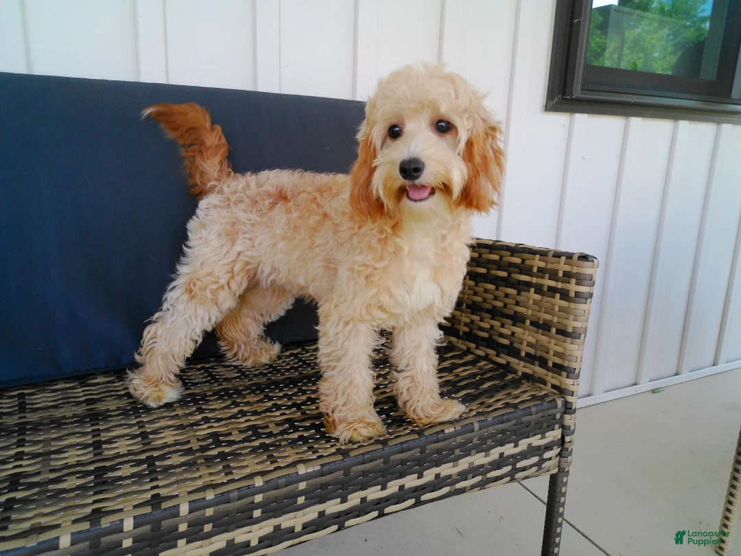 Cavapoo dogs for sale: Paisley - Ad 2