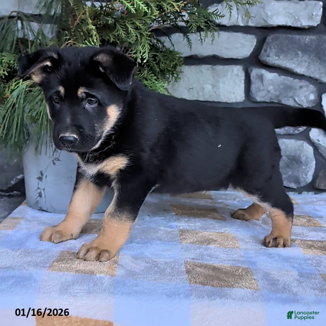 German Shepherd dogs for sale: Buddy - Ad 2