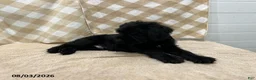 Giant Schnauzer dogs for sale: Billy - Ad 2