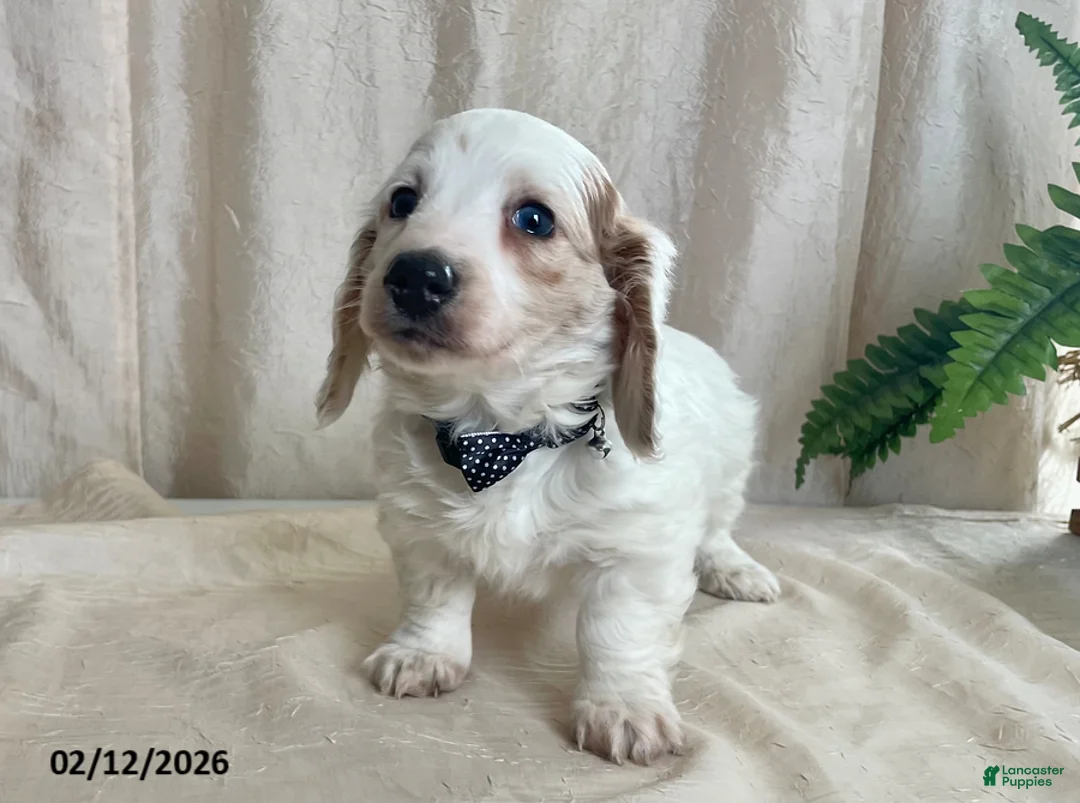 Miniature Dachshund dogs for sale: Valentine - Ad 6