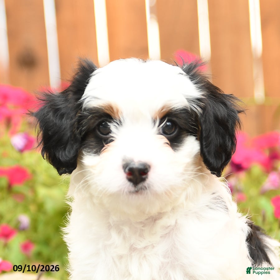 Mixed Breed dogs Callie - Ad 2