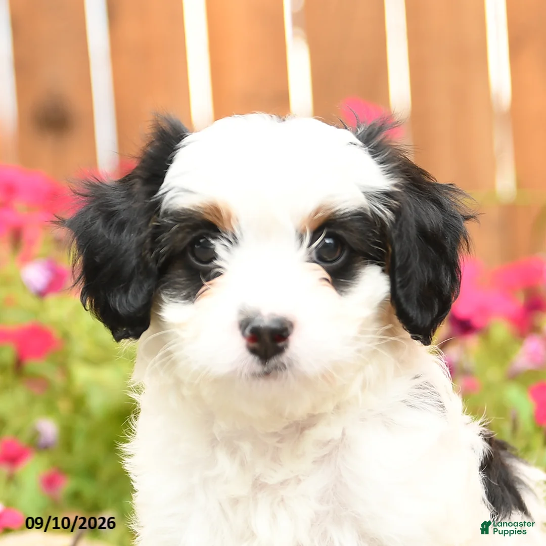Mixed Breed dogs for sale: Callie - Ad 2