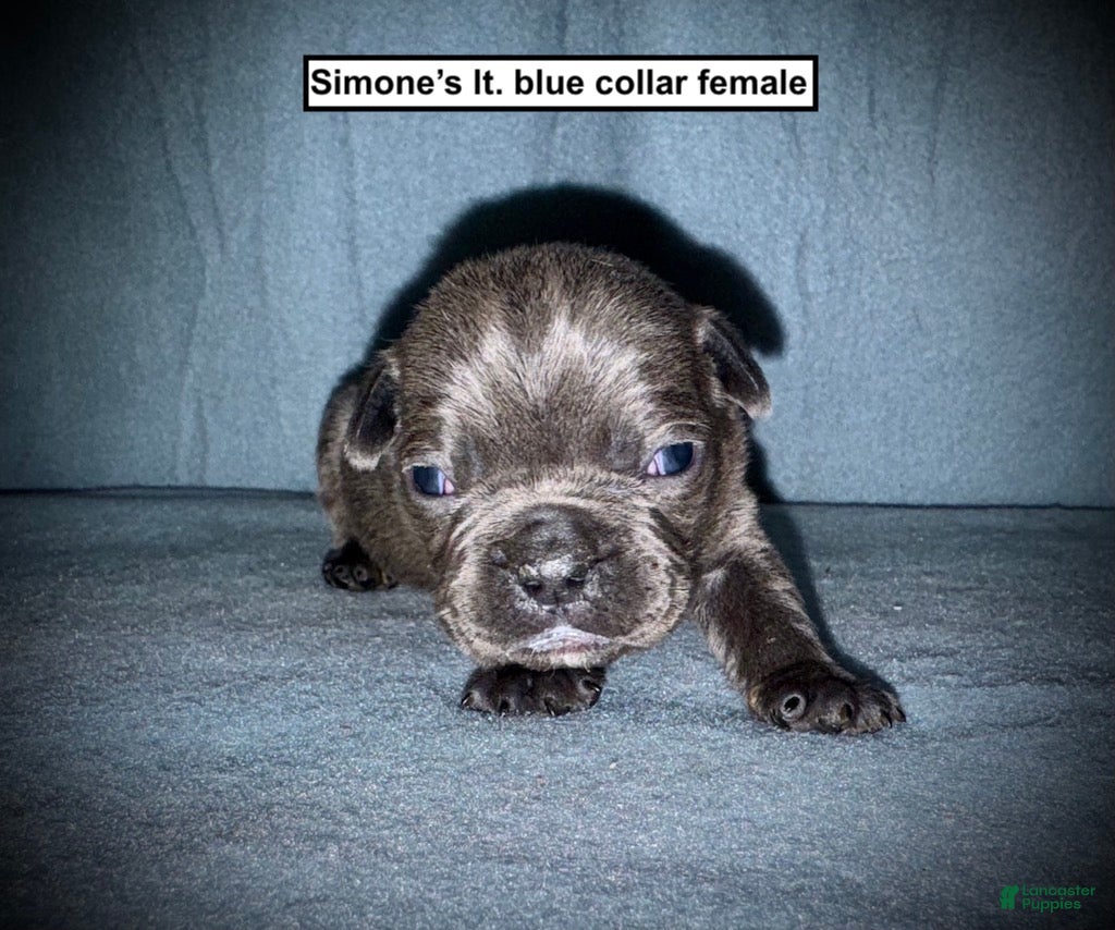 French Bulldog dogs AKC Simone's Lt. Blue Collar Female - Ad 42