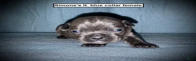 AKC Simone's Lt. Blue Collar Female