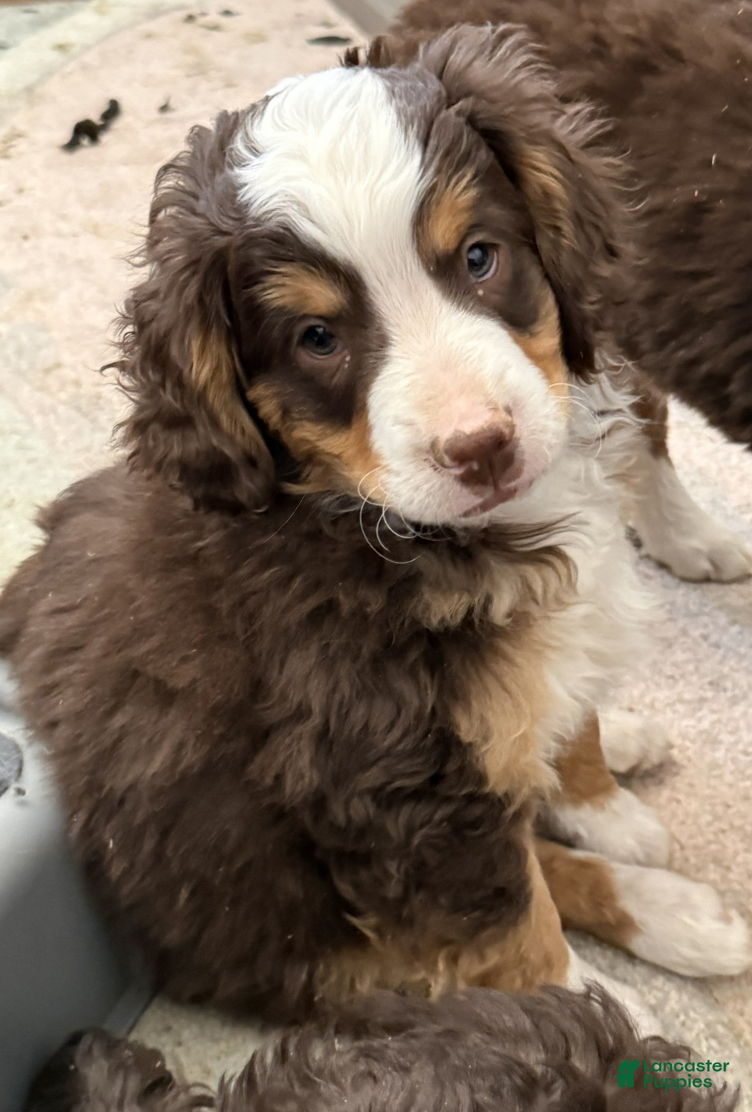 Mini Bernedoodle dogs Alfie  - Ad 1