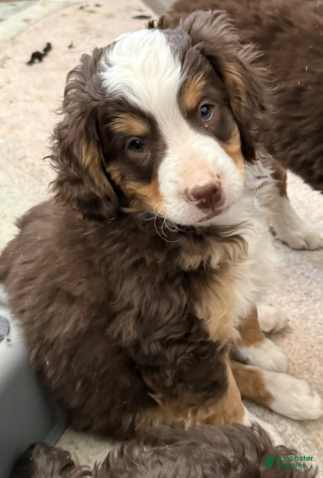 Mini Bernedoodle dogs for sale: Alfie  - Ad 1