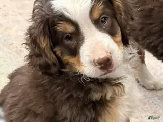 Mini Bernedoodle dogs for sale: Alfie - Ad 3