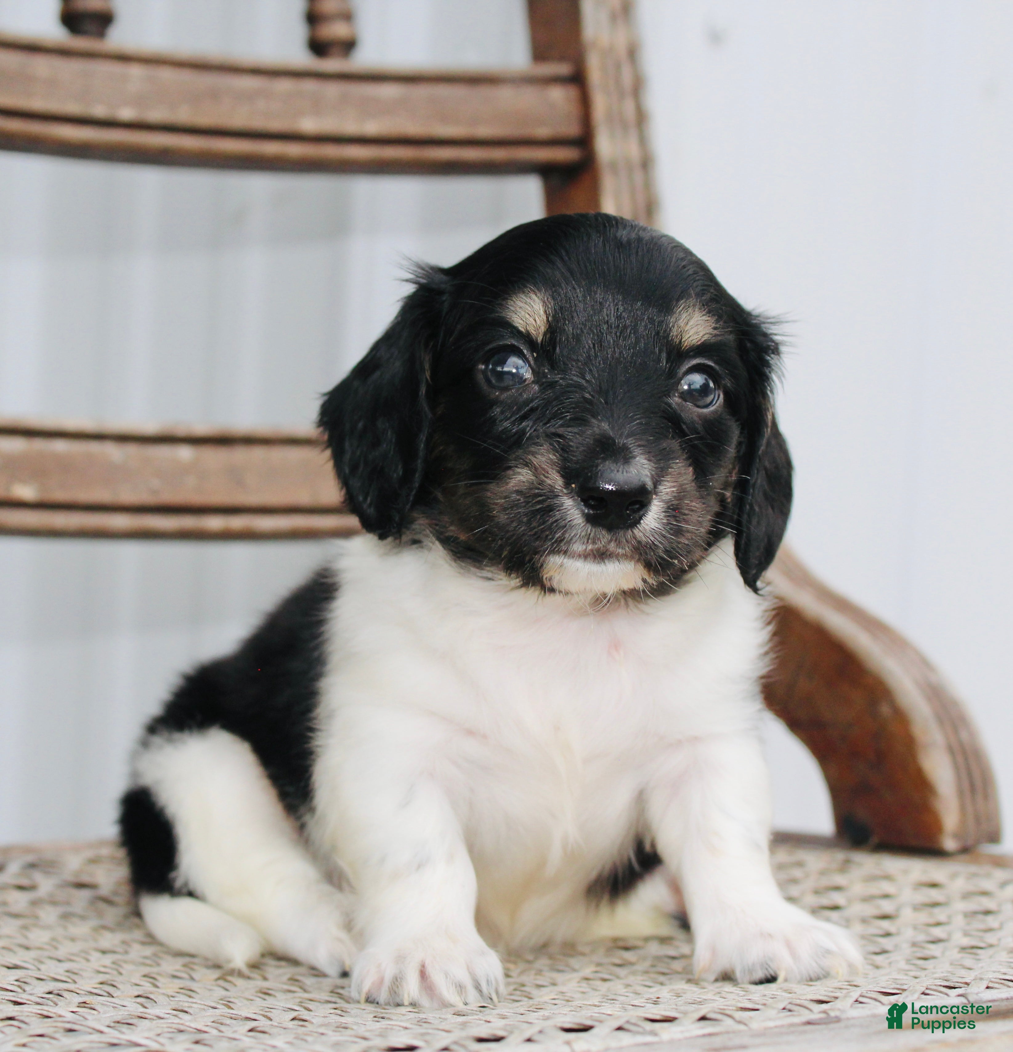 Miniature Dachshund dogs for sale: Ashton - Ad 3