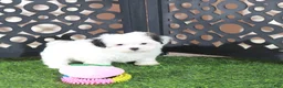Teddy Bear dogs for sale: Grace Pretty Female Teddy Bear Puppy - Ad 5