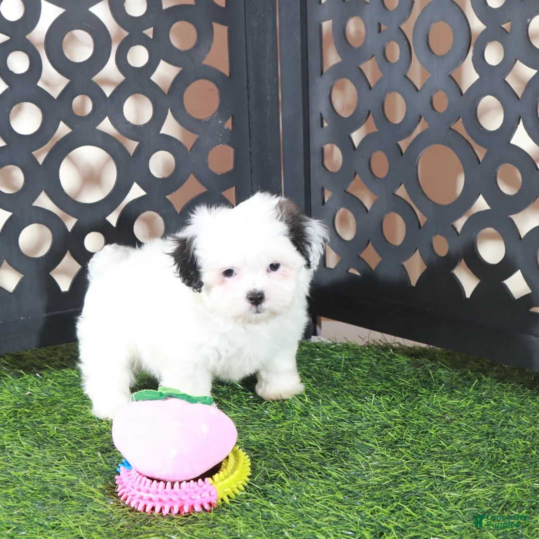 Teddy Bear dogs for sale: Grace Pretty Female Teddy Bear Puppy - Ad 5