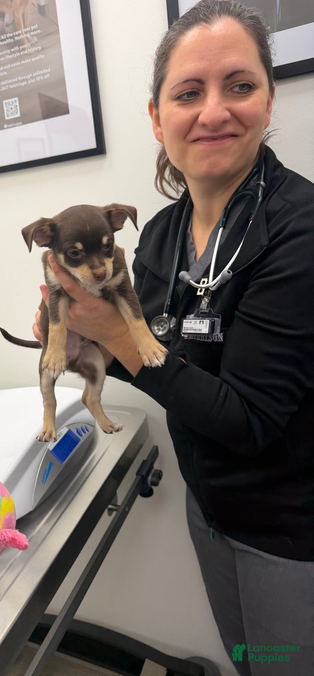 Chihuahua dogs for sale: Chihuahua Puppy 1 - Ad 6