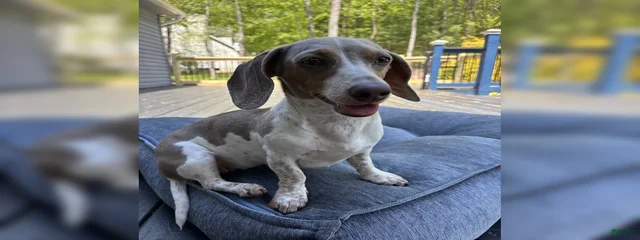 Pippy-Marie