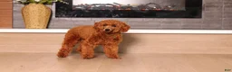 Miniature Poodle dogs for sale: Murphy (AKC) - Ad 8
