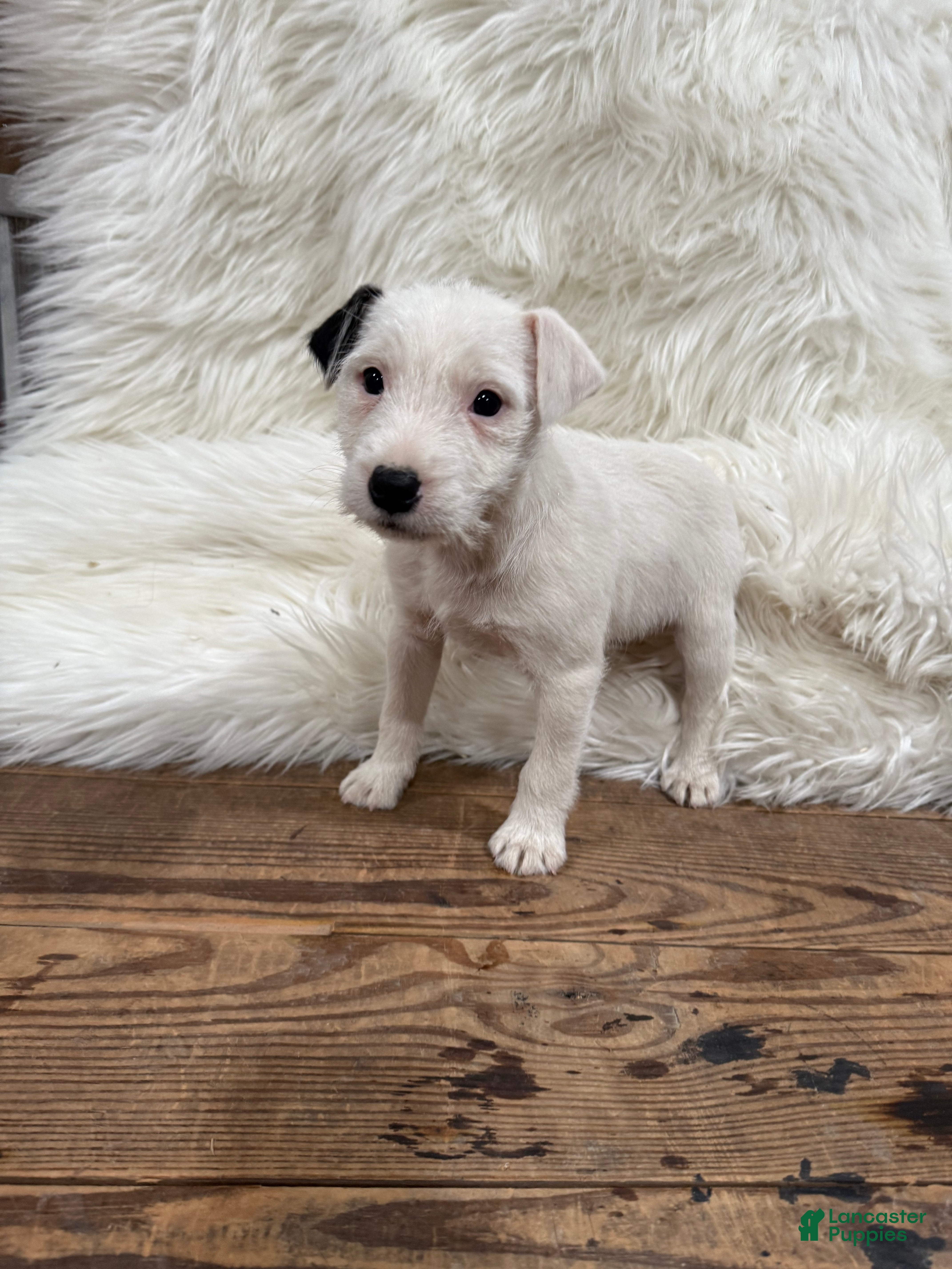 Jack Russell Terrier dogs Snow White Puppy 2 - Ad 32