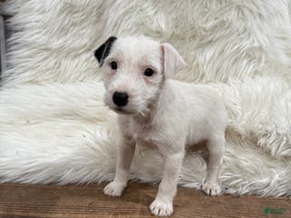 Jack Russell Terrier dogs Snow White Puppy 2 - Ad 9