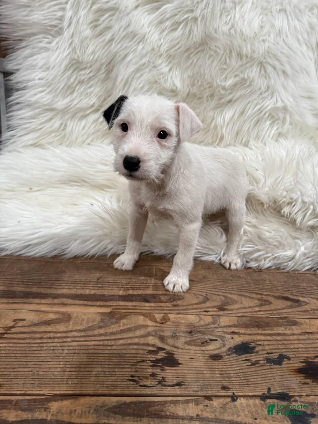 Jack Russell Terrier dogs for sale: Snow White Puppy 2 - Ad 1