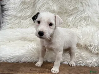 Jack Russell Terrier dogs Snow White Puppy 2 - Ad 29